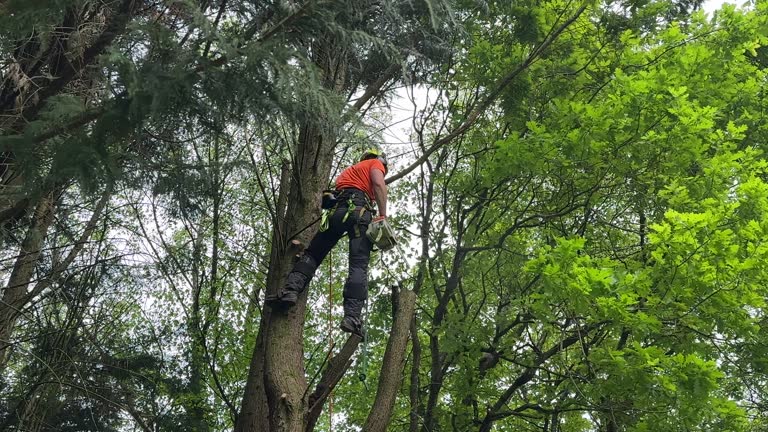 Best Tree Planting Services  in Sandston, VA